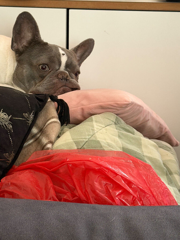 KC Registered Female French bulldog