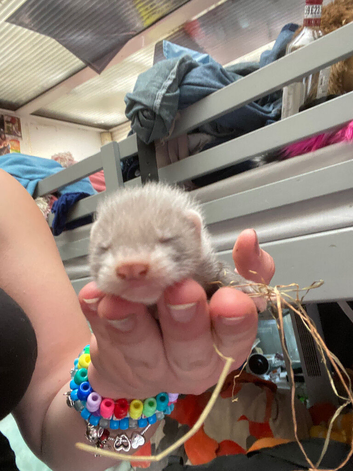 Ferrets ready soon