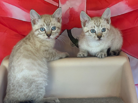 Blue eyed snow bengal