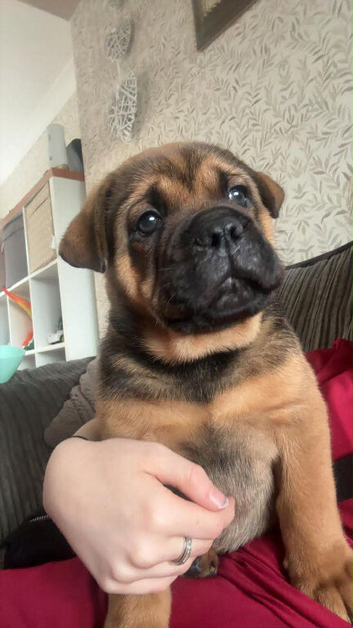 Chow chow x English bulldog