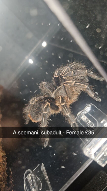 Tarantulas for sale