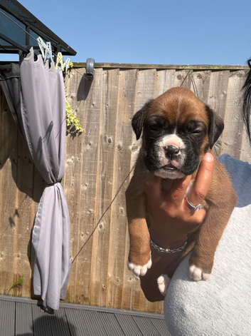 KC BOXERS BOBTAIL AND TAIL