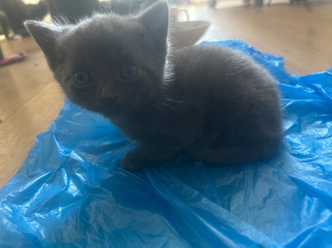 Kittens for sale