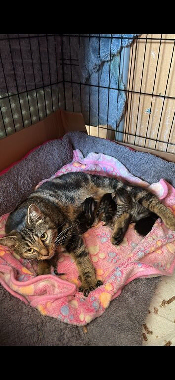 Kittens for sale Wrexham