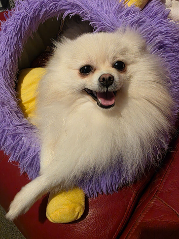 KC paper Female Pomeranian