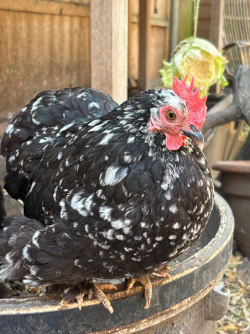Pekin bantam rooster and hen. &pound;40 for both