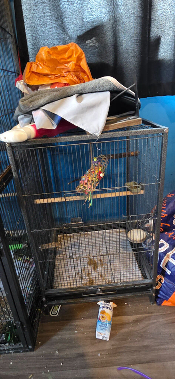 Female red rump