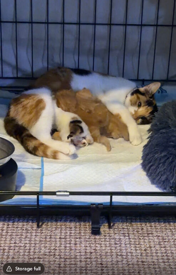 Kittens for sale