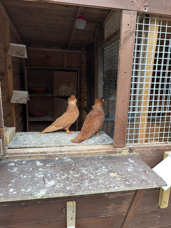 Feleghazers for sale