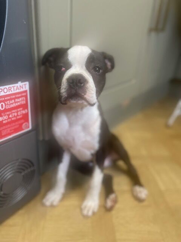 1 Boston terrier Boy with Haggerty spot