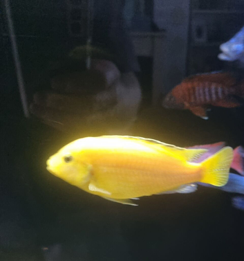 Yellow lab cichlid