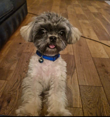 ** Very small proven Malshi stud**