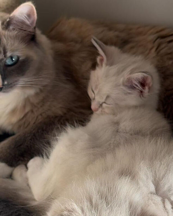 Stunning Ragdoll