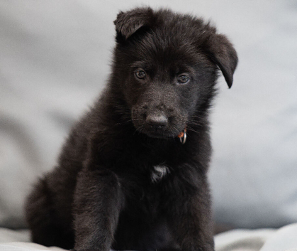 Health Tested Czech German Shepherd Puppies