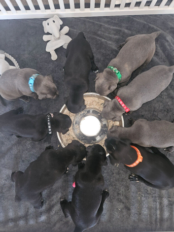 Staffordshire Bull Terrier Puppies