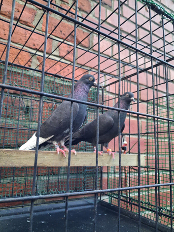 English high fly pigeons for sale