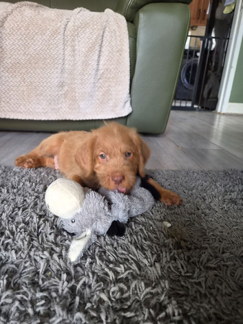 German Pointer x Labradoodle