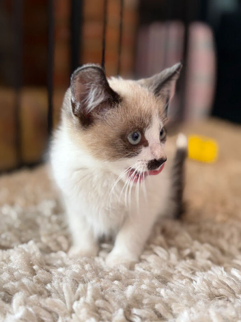 Ragdoll x kittens