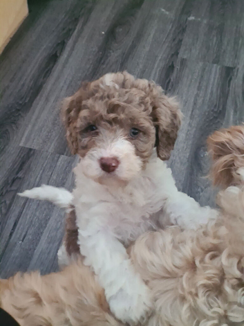 Girl cockerpoo f2