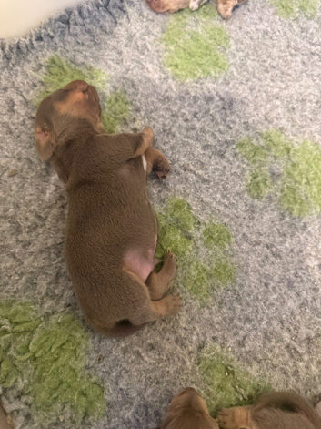 Miniature daschund