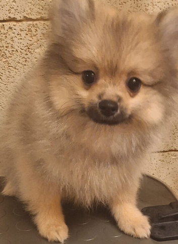We are delighted to offer 2 boys from the exclusive Royal Exklusive Pom kennel