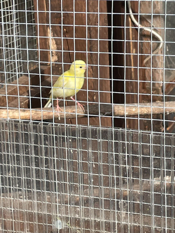 canaries for sale
