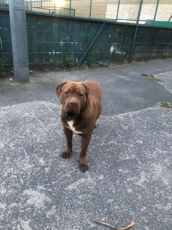 I&rsquo;m selling bull mastiff