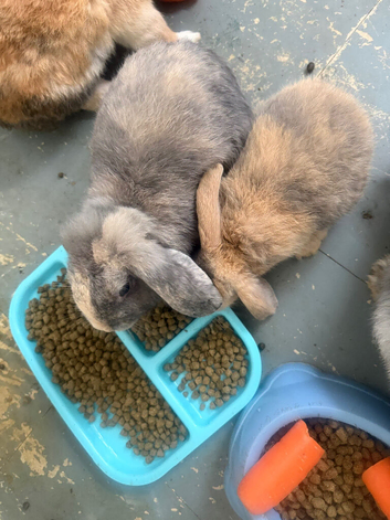 Baby bunnies