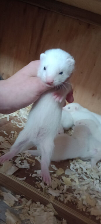 Ferret kits