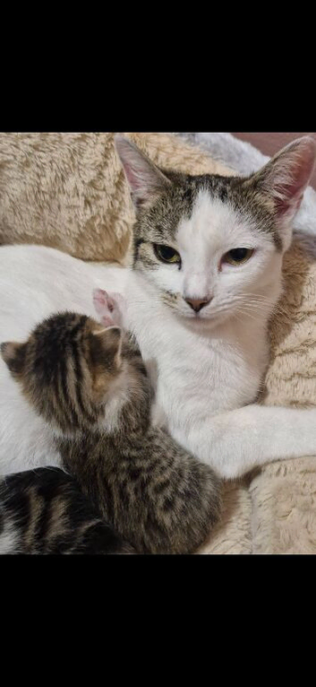 Female kitten