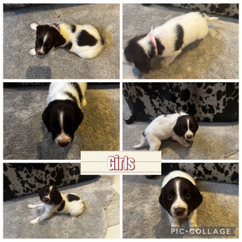 Springer spaniel puppies