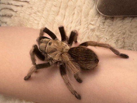 Selection of tarantulas