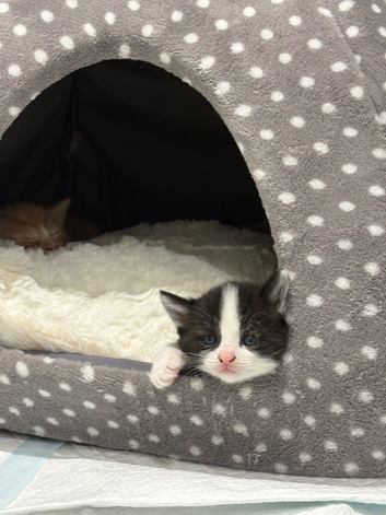 kittens