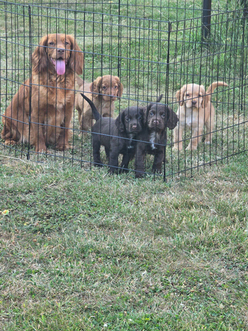 Countryside raised cocker spaniel puppies