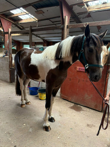 Handsome youngster