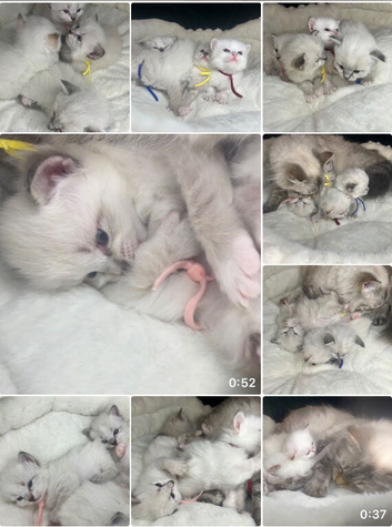 Fluffy Neva Masquerade Siberian Kittens male female