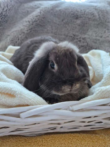 Mini Lop boy