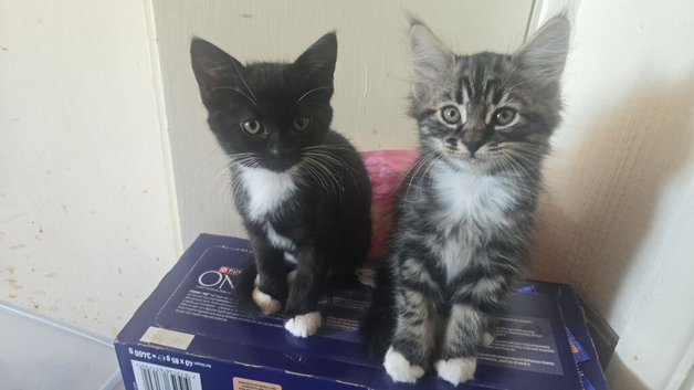 Beautiful kittens