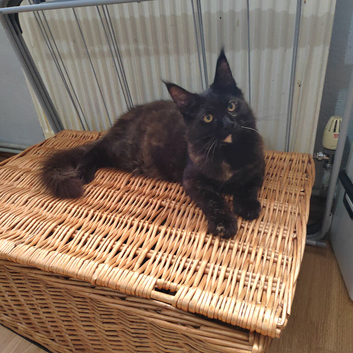 Maine coon