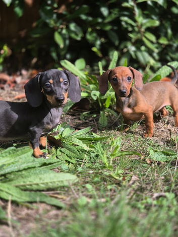 Miniature Dachshund Puppies