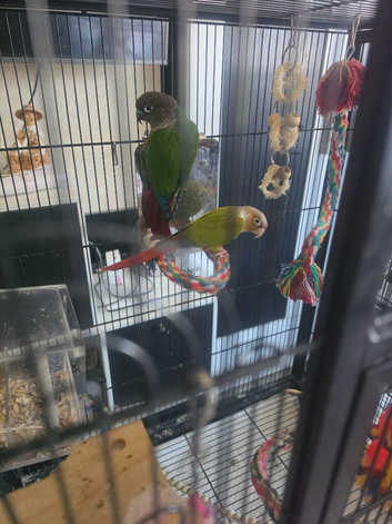 Pair of bonded conures