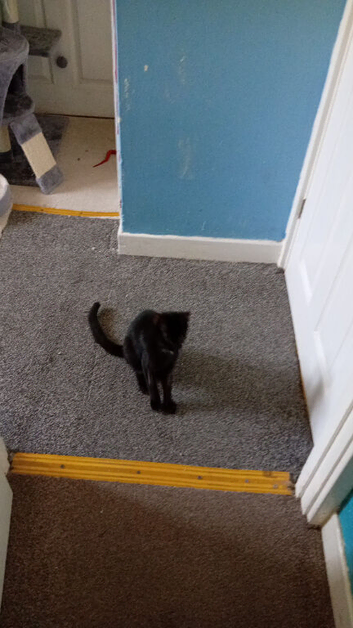 Black 4 month old kitten