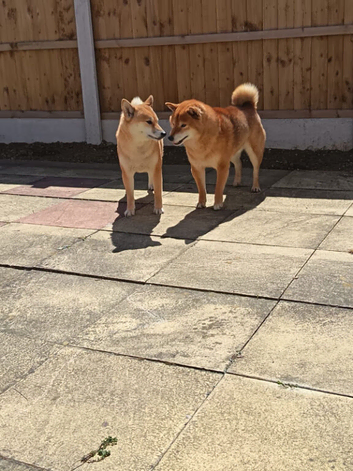 Exceptional puppis arę waiting for their news home