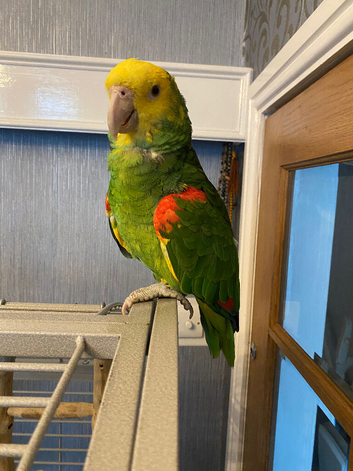 Double Yellow Headed Amazon Seeks a Loving Home