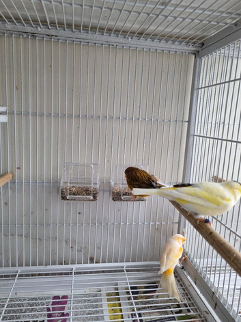 Canaries  cock for sale x 3