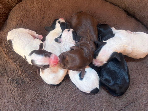 Cocker spaniel puppies