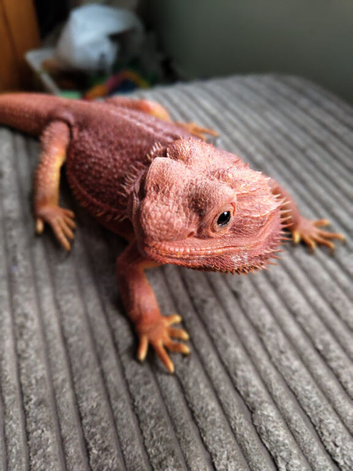 Red Monster Bearded Dragon