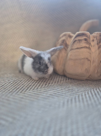 Mini lop doe