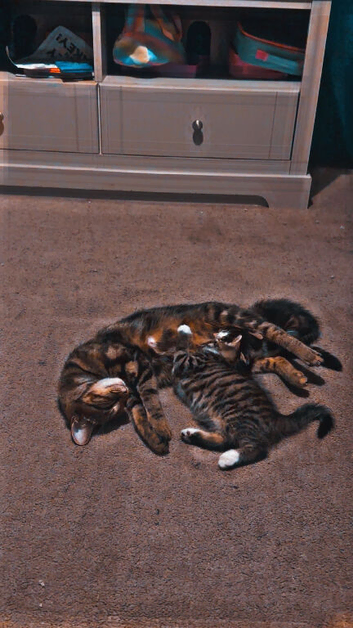 Female cat