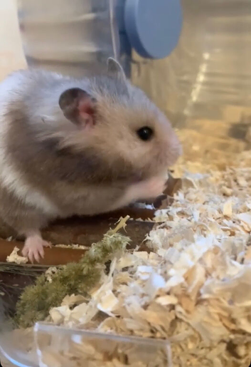 Hamster for sale